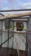 Prodam papoušky