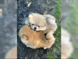Německý špic trpasličí (Pomeranian)
