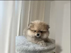 Německý špic trpasličí (Pomeranian)