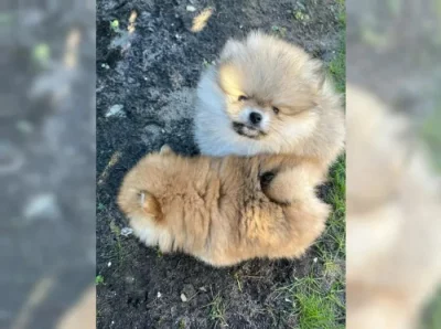 Německý špic trpasličí (Pomeranian)
