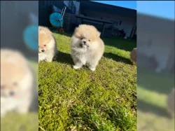 Německý špic trpasličí (Pomeranian)