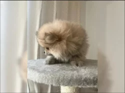 Německý špic trpasličí (Pomeranian)