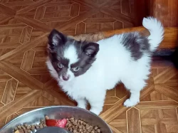 čivava dlouhosrstá s PP fenka