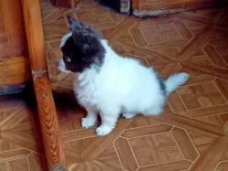 čivava dlouhosrstá s PP fenka