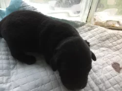 Labrador