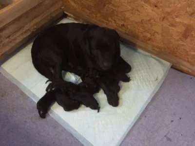 Labrador