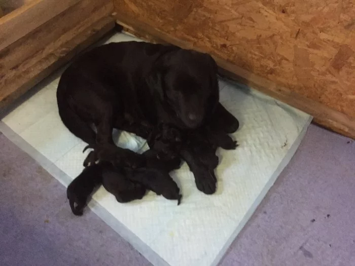 Labrador