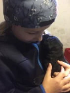 Labrador