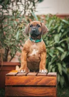 Rhodéský ridgeback - 8-týdenní štěňátka s PP