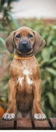 Rhodéský ridgeback - 8-týdenní štěňátka s PP