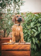 Rhodéský ridgeback - 8-týdenní štěňátka s PP