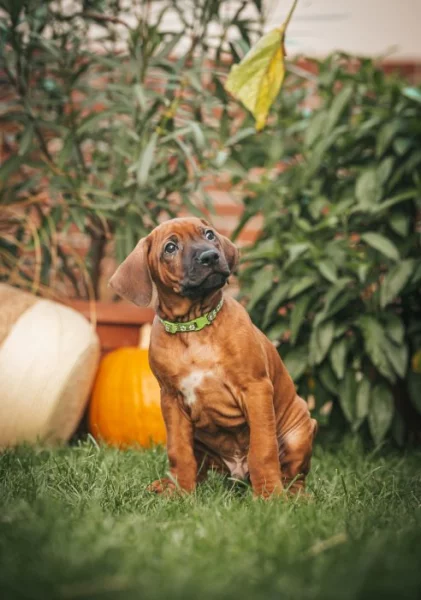 Rhodéský ridgeback - 8-týdenní štěňátka s PP