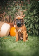 Rhodéský ridgeback - 8-týdenní štěňátka s PP