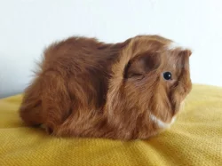 Morčátka z registrované CHS
