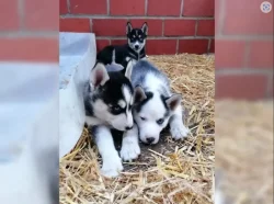 Sibiřský husky s PP