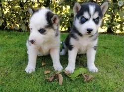 Sibiřský husky s PP