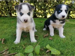 Sibiřský husky s PP
