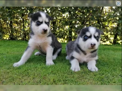Sibiřský husky s PP