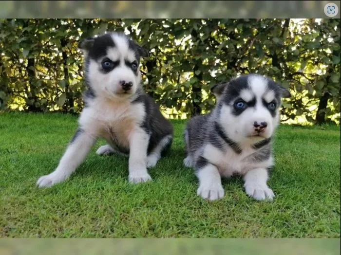 Sibiřský husky s PP
