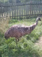 Pštros Emu