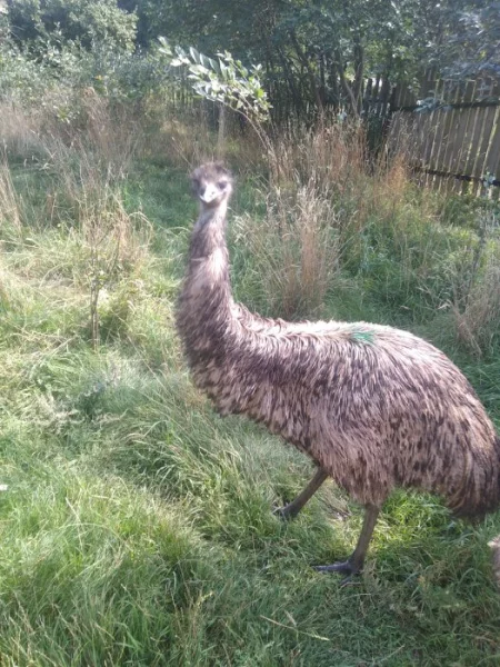 Pštros Emu