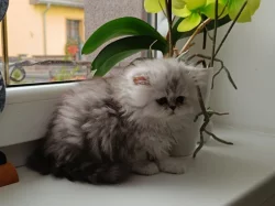 Prodám perská koťátka s PP