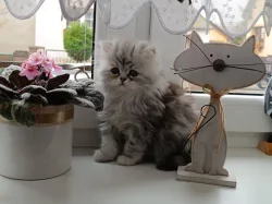 Prodám perská koťátka s PP