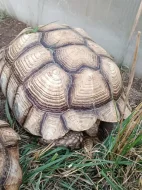 SAMICE ŽELVY OSTRUHATÉ - C. sulcata 15 kg