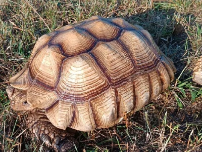 SAMICE ŽELVY OSTRUHATÉ - C. sulcata 15 kg