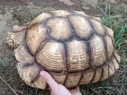 SAMICE ŽELVY OSTRUHATÉ - C. sulcata 15 kg