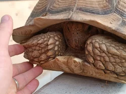 SAMICE ŽELVY OSTRUHATÉ - C. sulcata 15 kg