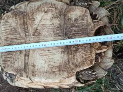 SAMICE ŽELVY OSTRUHATÉ - C. sulcata 15 kg