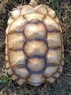SAMICE ŽELVY OSTRUHATÉ - C. sulcata 15 kg