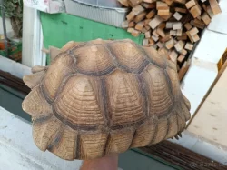 SAMICE ŽELVY OSTRUHATÉ - C. sulcata 15 kg