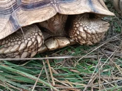 SAMICE ŽELVY OSTRUHATÉ - C. sulcata 15 kg