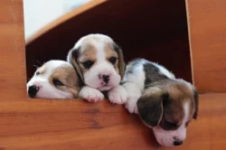 Bígl (Beagle) s PP