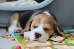 Bígl (Beagle) s PP