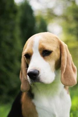 Bígl (Beagle) s PP