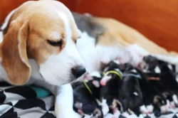 Bígl (Beagle) s PP