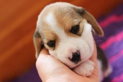 Bígl (Beagle) s PP