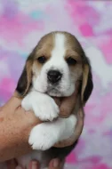 Bígl (Beagle) s PP