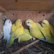 Mutace Mníšek šedý