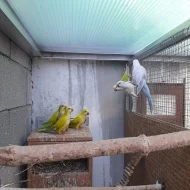 Mutace Mníšek šedý