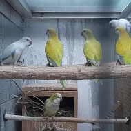 Mutace Mníšek šedý