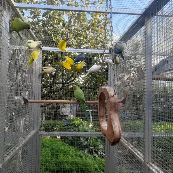 Mutace Mníšek šedý