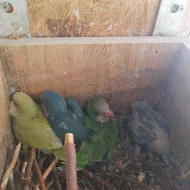 Mutace Mníšek šedý