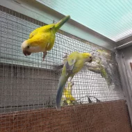 Mutace Mníšek šedý