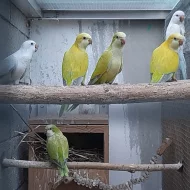 Mutace Mníšek šedý