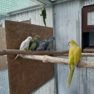 Mutace Mníšek šedý