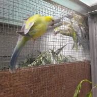 Mutace Mníšek šedý